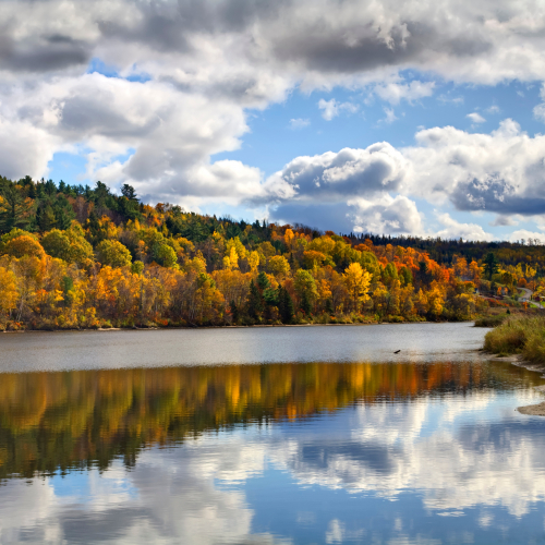 Ridge Climate Forest – FOUR